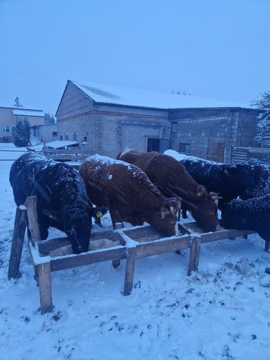 Jałówki do zacielenia