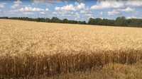 Пшениця врожай 2023