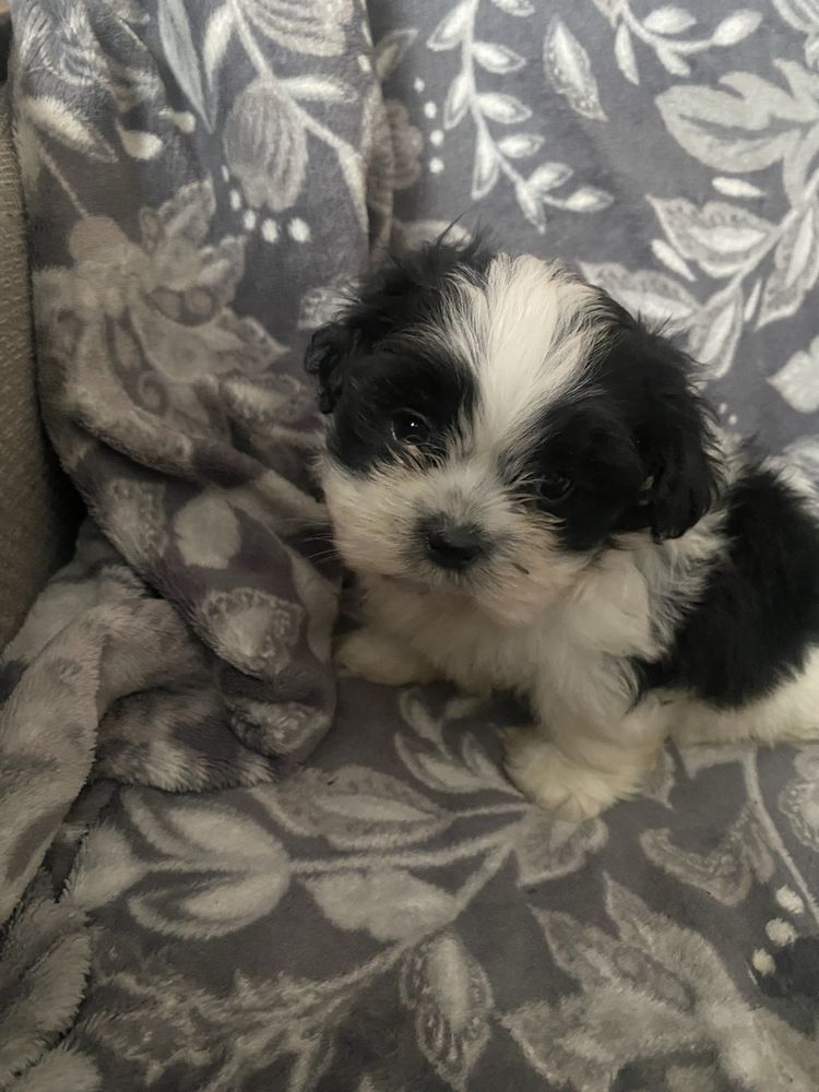 Piesek rasy shih tzu