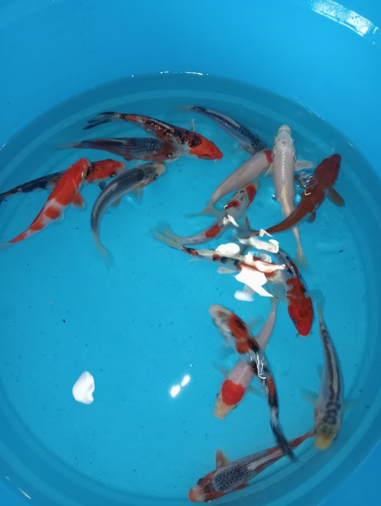 Carpas koi     .