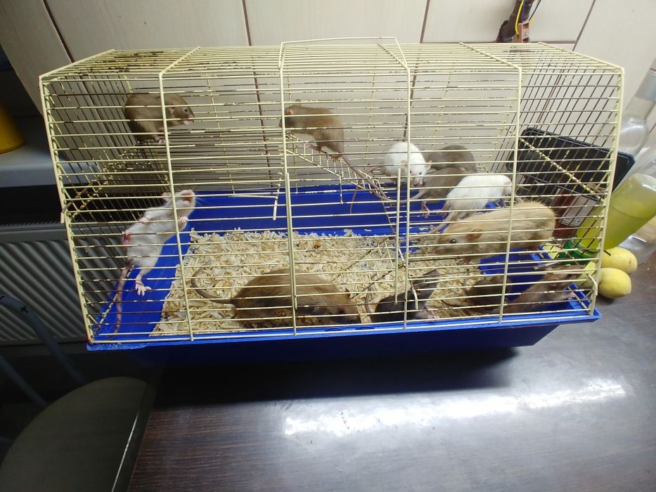 Декоративные крысы Дамбо