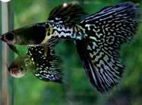 Guppys Metal black lace 3,5cm casais