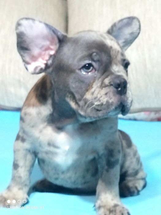 Малыши французы.