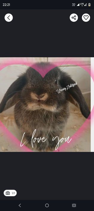 Mini lop Różne kolory! Metryka! Szczepienia!LEGALNA HODOWLA królik min