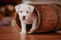 Parson Russell Terrier - ZKwP - gotowe do odbioru