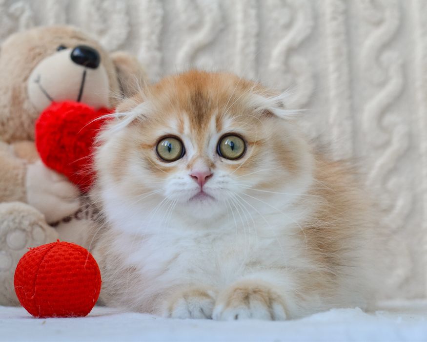 Висловухий шотландець