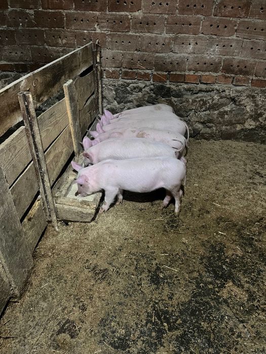 Продам поросята йоршер