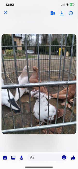 Sprzedam golebie. ozdobne