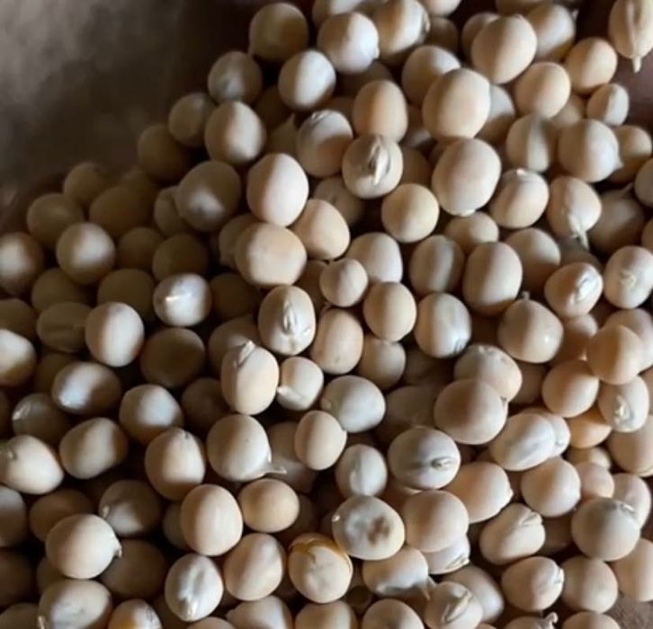 Пшениця тверда durum та горох озимий