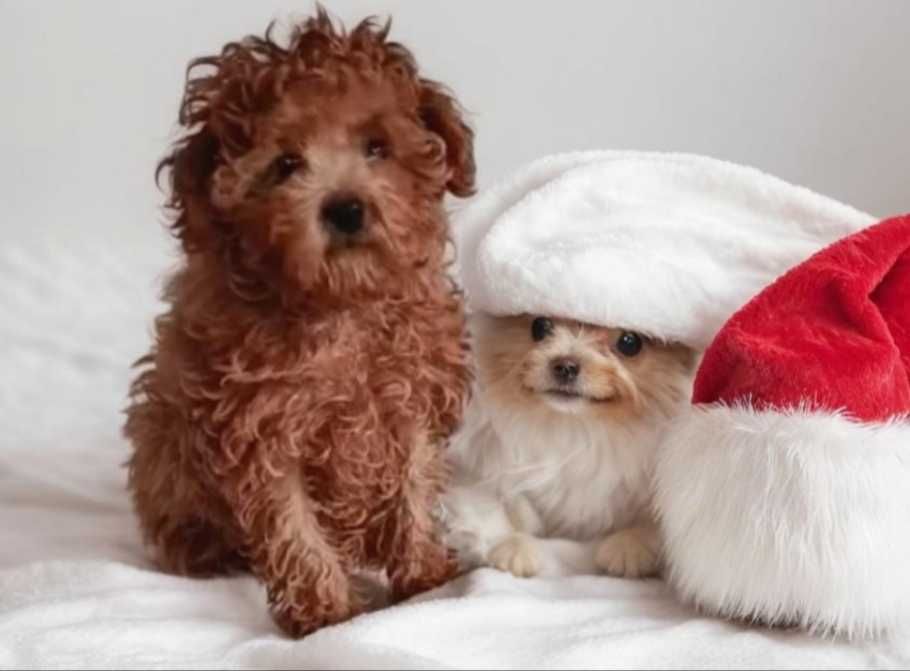 Крошка мальтипу. Мини.