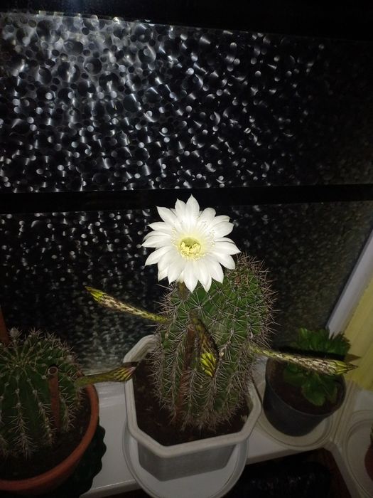 Кактуси кімнатні дітки