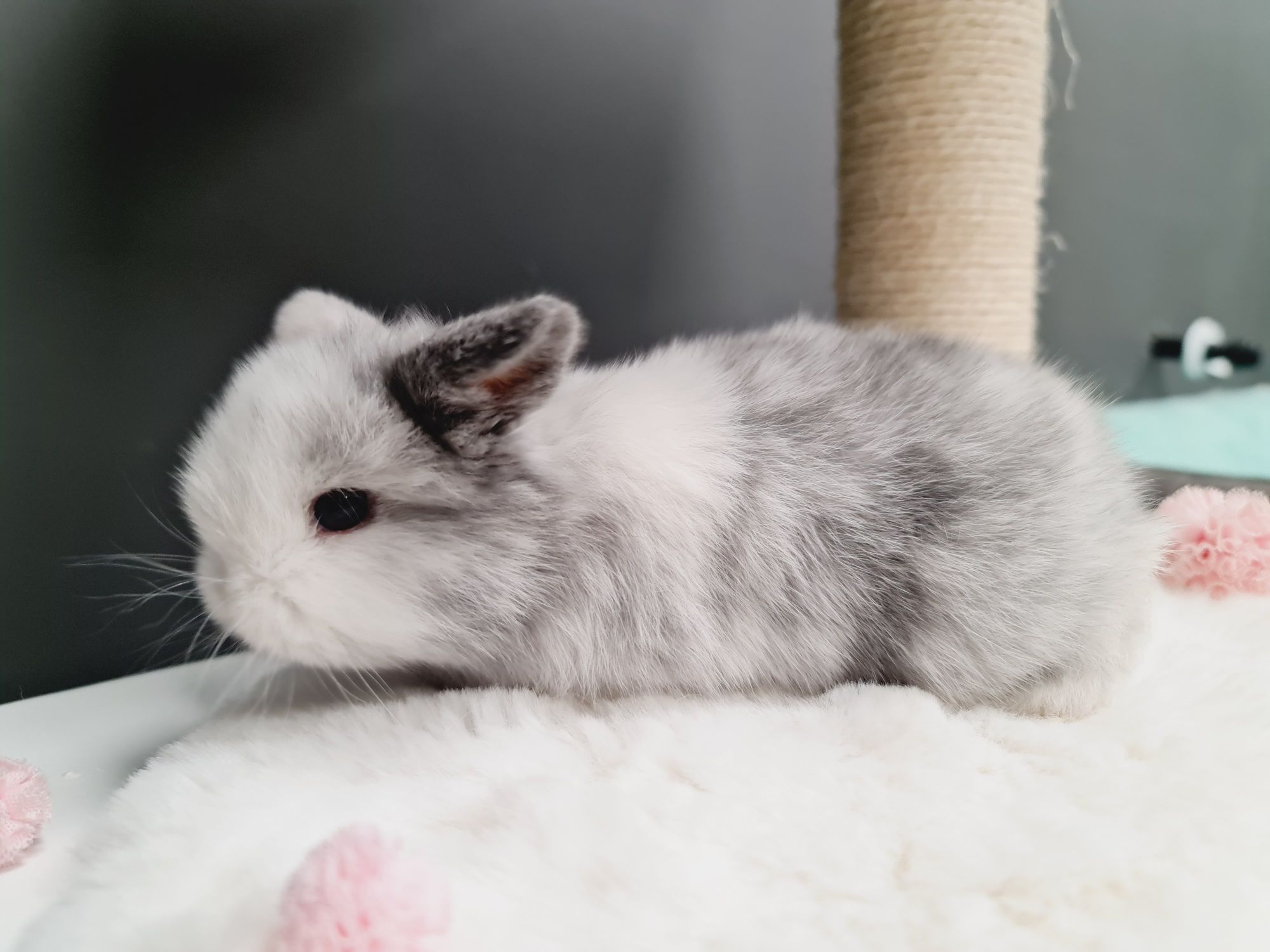Mini lop królik króliczek miniaturka hodowla transport