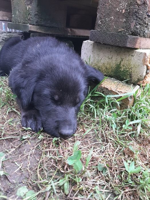 Відам у добрі руки цуценят