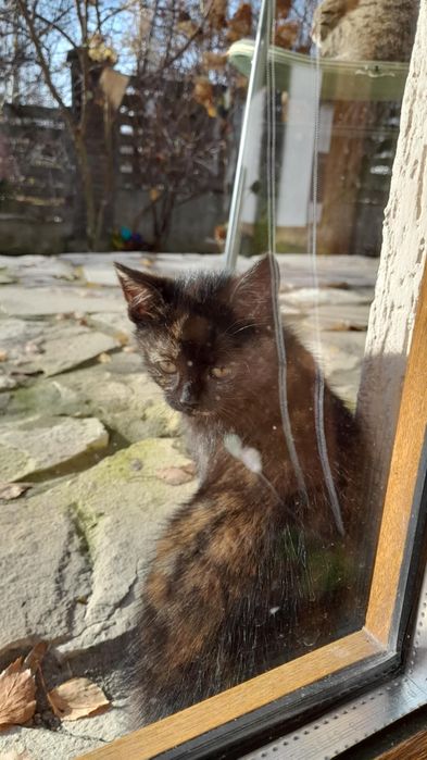 Kotek za darmo do oddania w dobre ręce