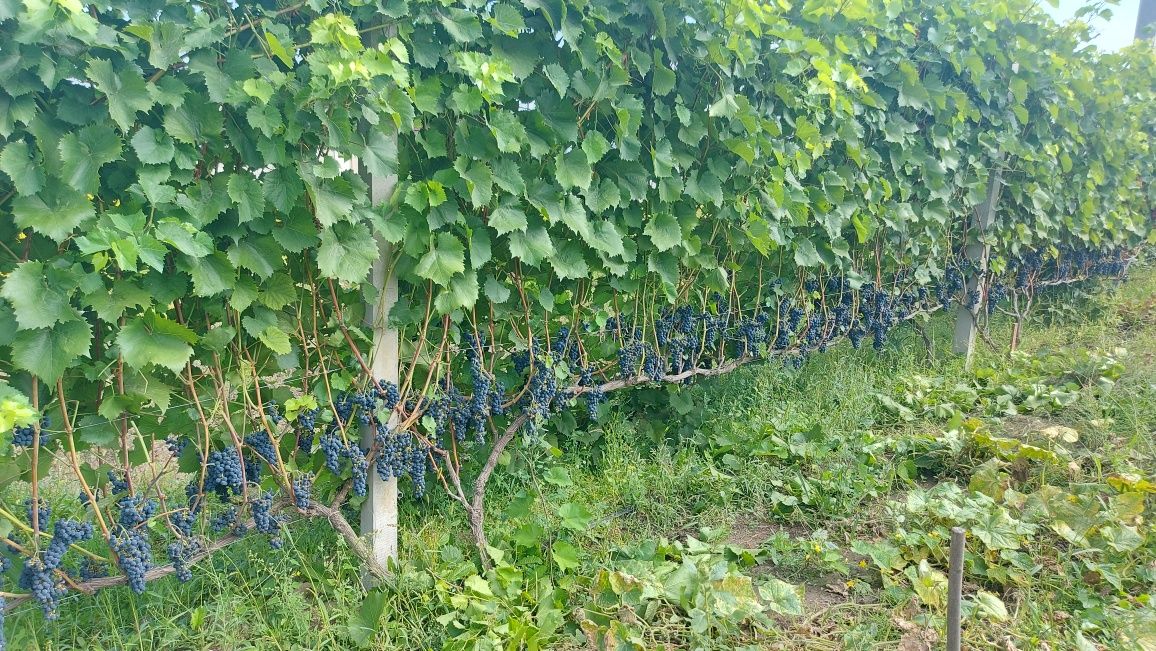 Саджанці винограду для вина Маркетт (Marquette)