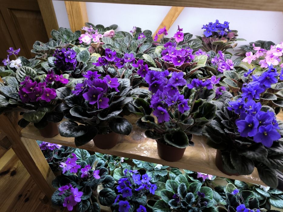 Дітки фіалок (мікс сортів). Також є листочки для вкорінення.