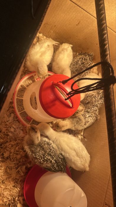 Perus caseiros P/ criacao