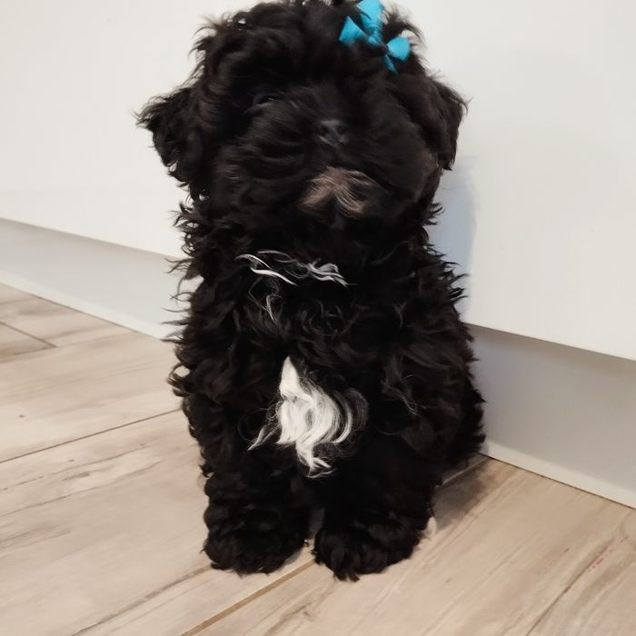 Maltipoo samczyk F1 z Rodowodem