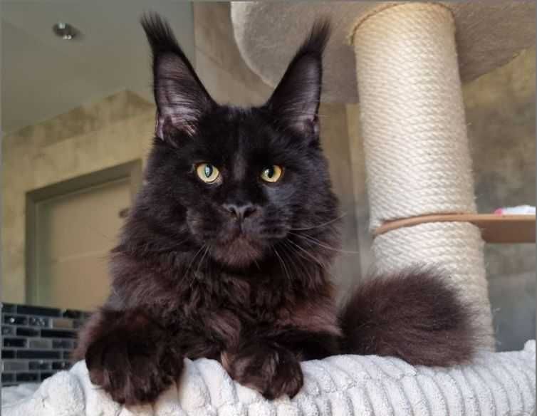 Чекаємо на найкращу родину! Мейн-кун з документами та щепленням