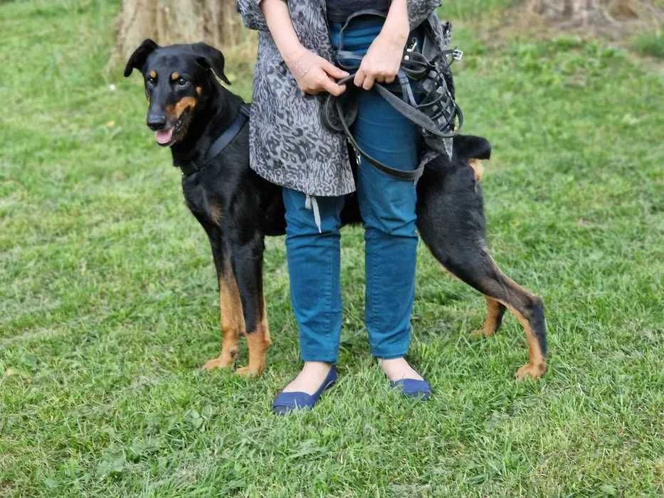 Rambo - doberman po przejściach szuka doświadczonego opiekuna