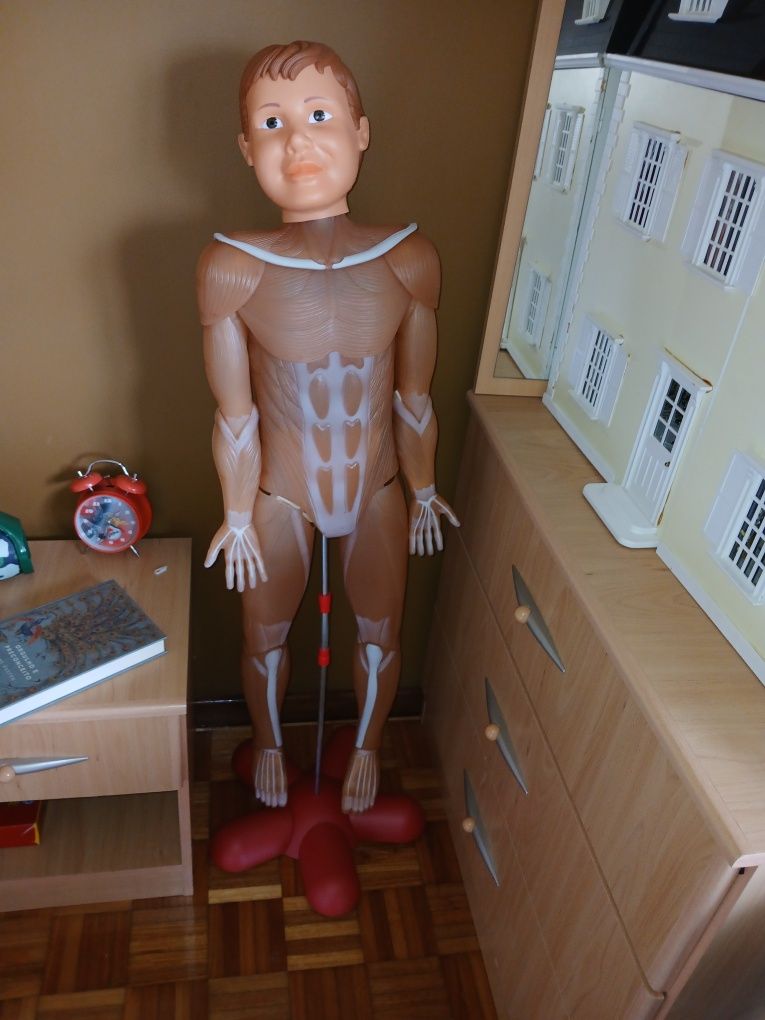 Corpo Humano Junior