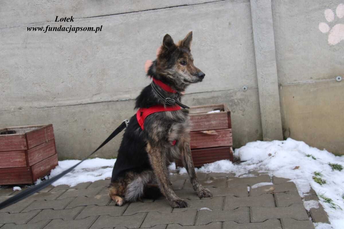 Lotek - dostojny młodzieniec