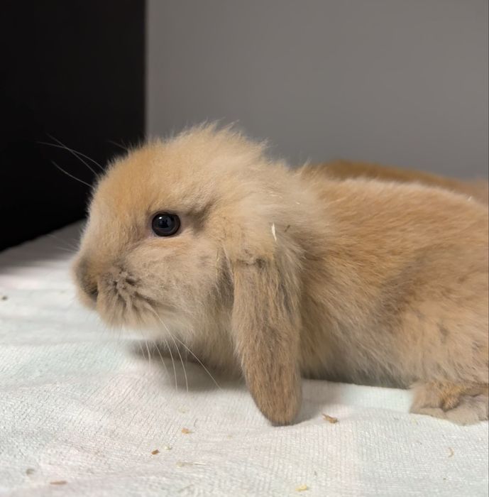 Coelhos anões (orelhudos)