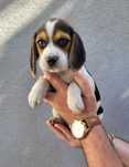 Beagle macho bebé