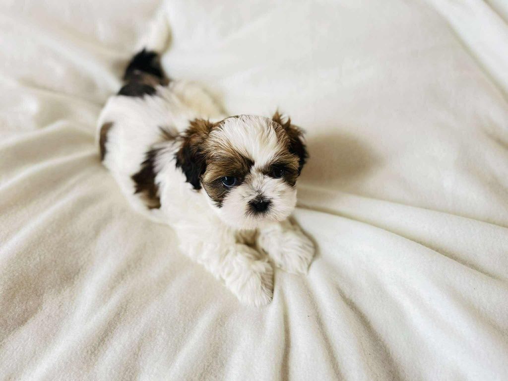 Śliczna sunia Shih Tzu