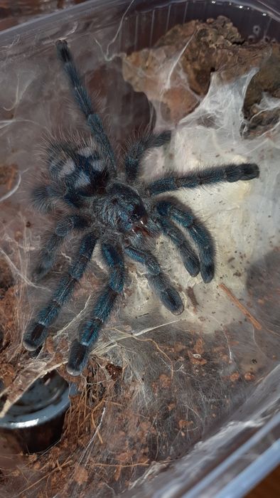 Caribena versicolor samiec l7
