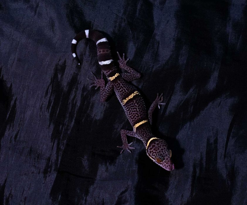 Goniurosaurus hainanensis, gekony chińskie Warszawa