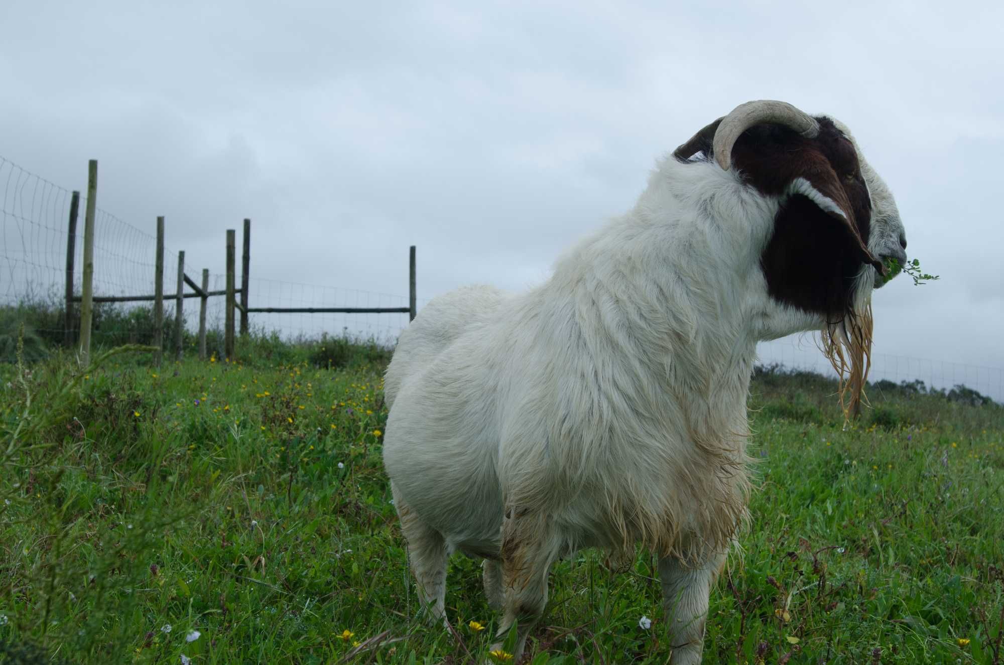 cabrito Boer para venda