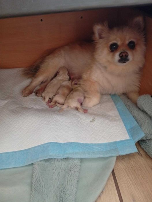 POMERANIAN szczeniak