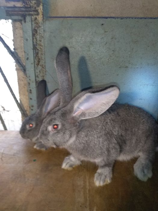 кролики породы советская шиншилла , в продаже самцы и самки.