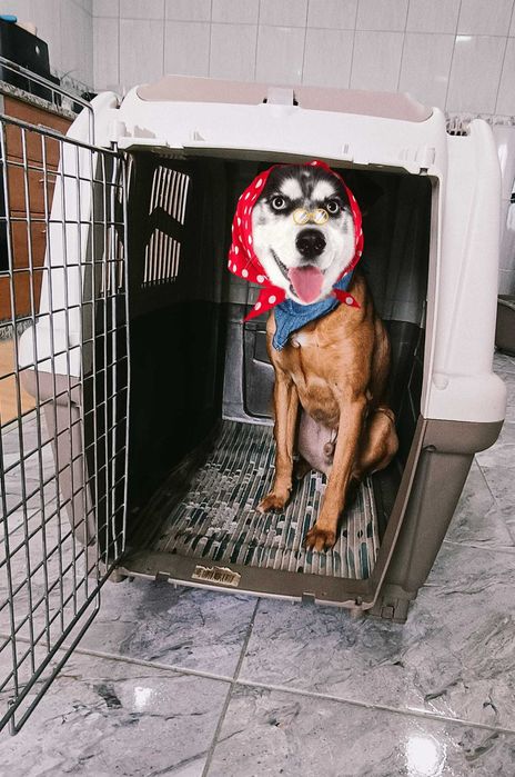 Transportadora de animais