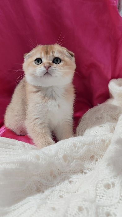 Золота шиншила прямовухі висловухі кошенята шикарні хлопчик дівчинка