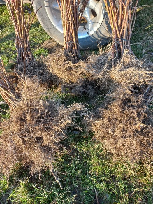 Sadzonki malin Glen I przehyba Ostatnie