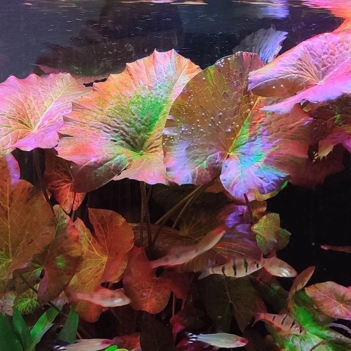 Lampa do akwarium na diodach power led 190 cm lub  na wymiar.