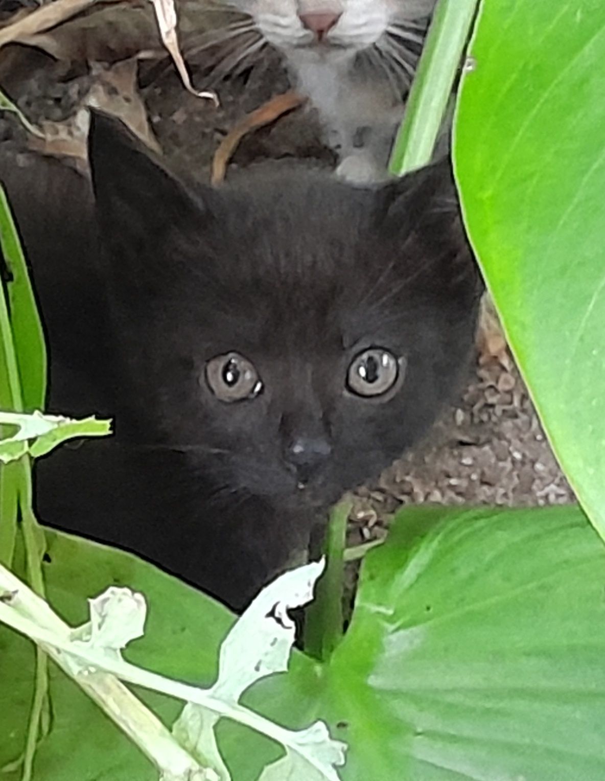 3 Gatinhos para dar