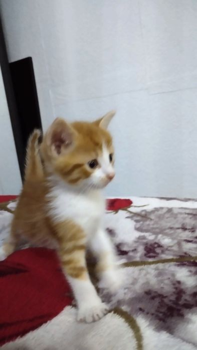 Маленькие детки  ищут маму