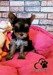 Piesek Yorkshire terrier - śliczniutki, rod ZKwP=FCI