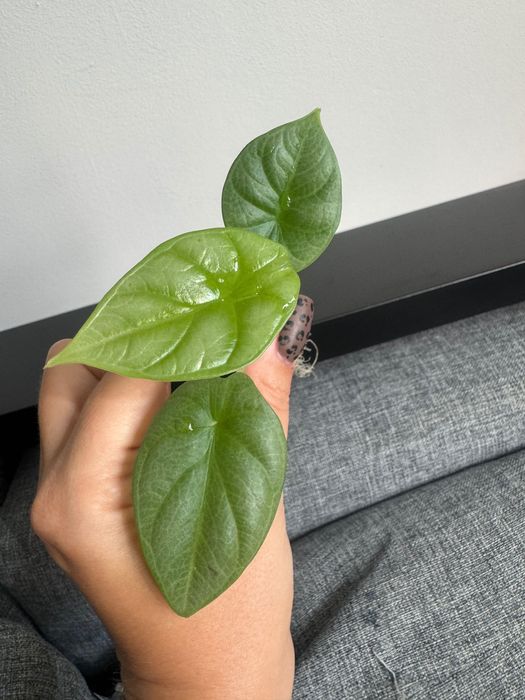 Alocasia Alokazja silver Dragon 2 sadzonki matecznik Variegata