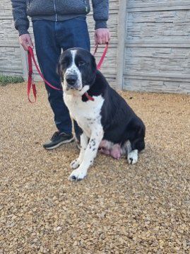 Owczarek środkowoazjatycki