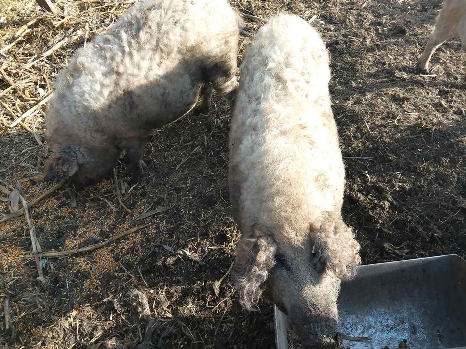 Свині та поросята мангалиці.