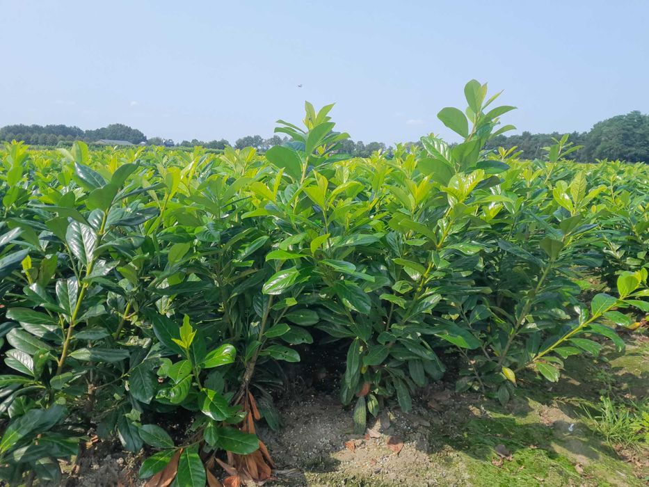 Prunus! Laurowiśnia! Caucasica! 100,120,150,180+ cm! Novita! Sadzimy!