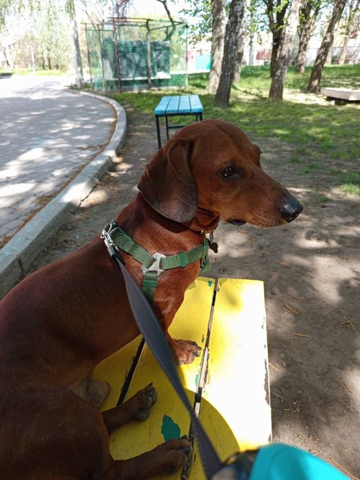 Мальчик такса ищет невесту