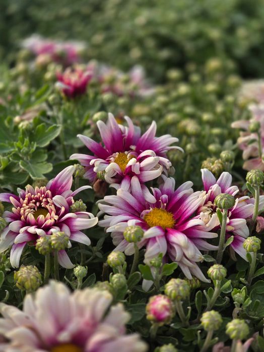 Chryzantemy- różne odmiany