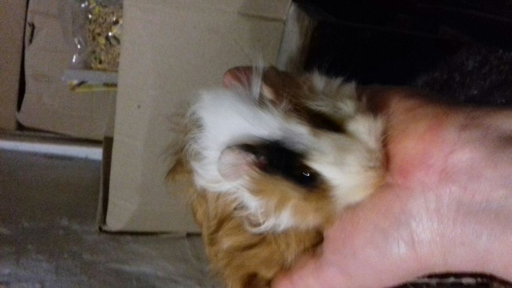 морские свинки, малыши