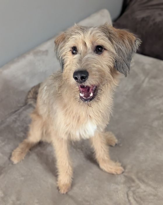 Felek - 1,5 roczny energiczny psiak szuka domu