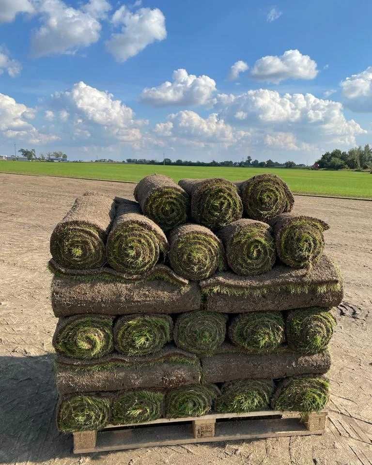 Trawa z rolki Kiączyn